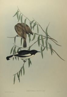 John Gould's Birds of Australia